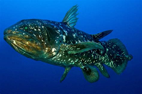 coelacanthe valence|Coelacanthe .